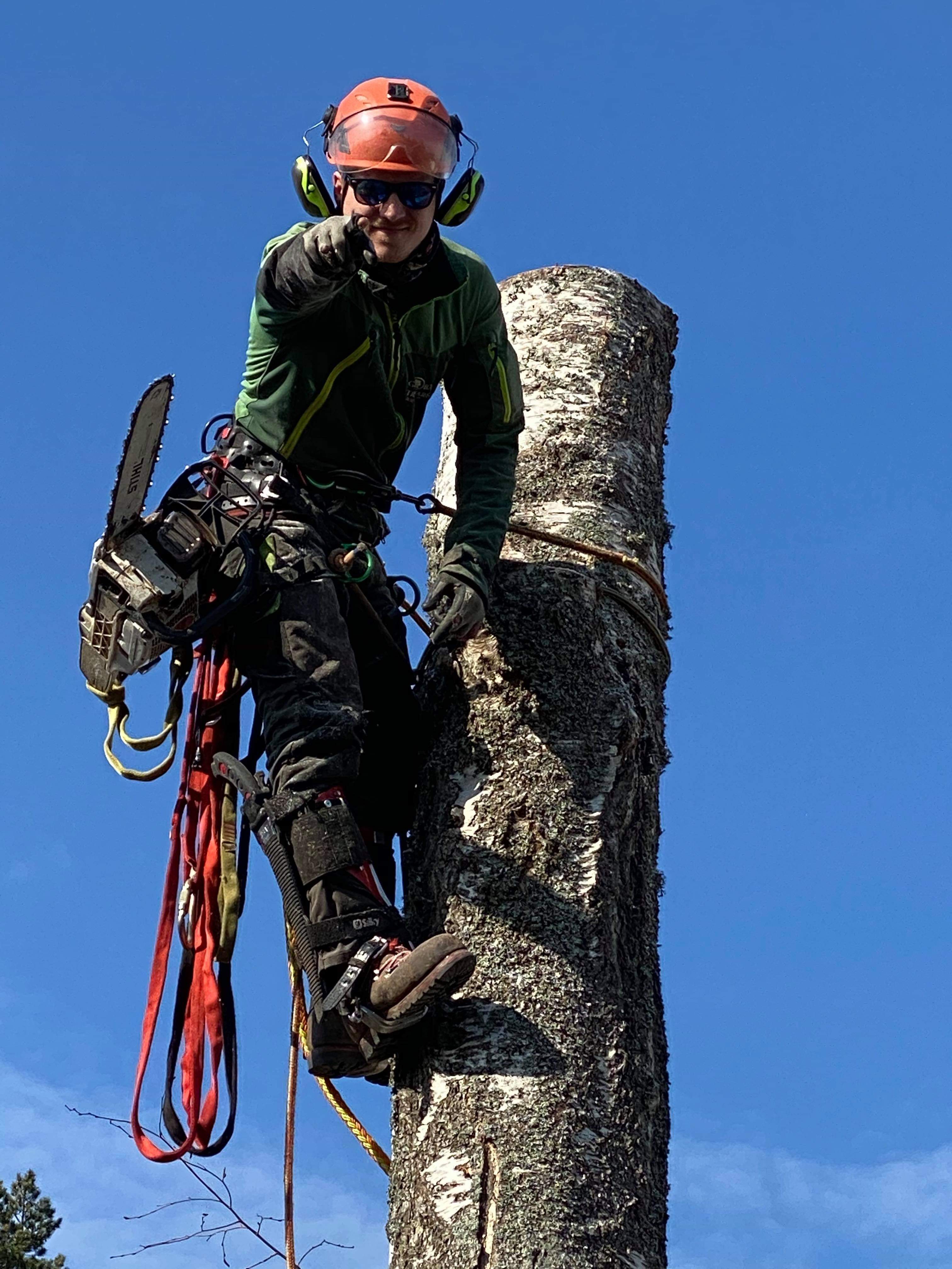 Sertificēts arborists koka galotne ar ķēžzāģi