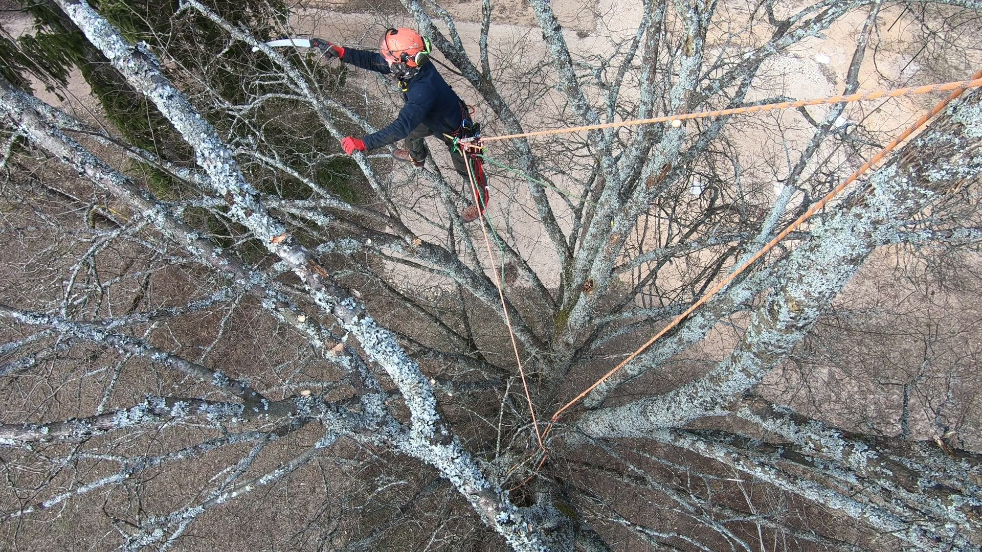 Arborists strādā kokā — skats no augšas